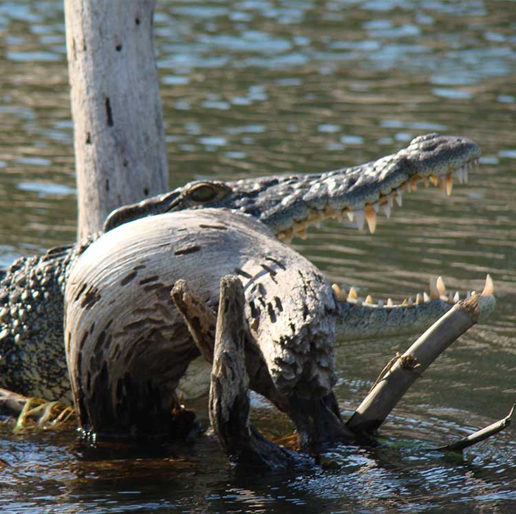 Precision Hunting Safaris