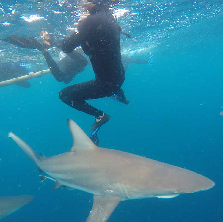 Precision Hunting Safaris