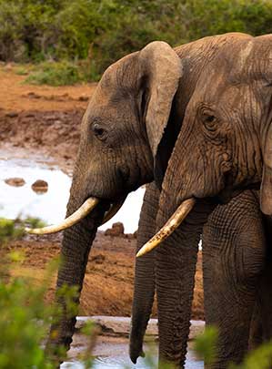 Non-Hunting Activities